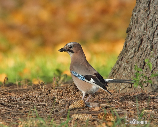 Eichelhäher (Garrulus glandarius)