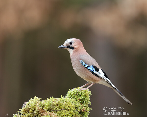 Eichelhäher (Garrulus glandarius)