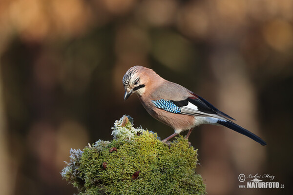 Eichelhäher (Garrulus glandarius)