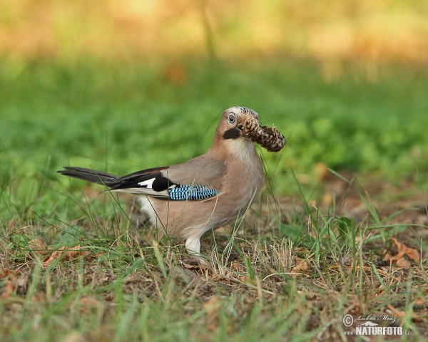 Eichelhäher (Garrulus glandarius)