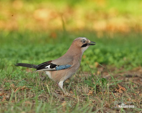 Eichelhäher (Garrulus glandarius)