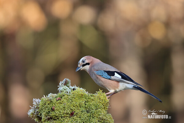 Eichelhäher (Garrulus glandarius)