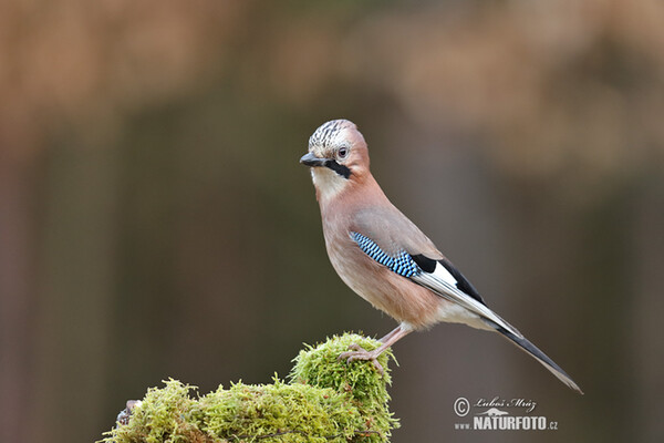 Eichelhäher (Garrulus glandarius)