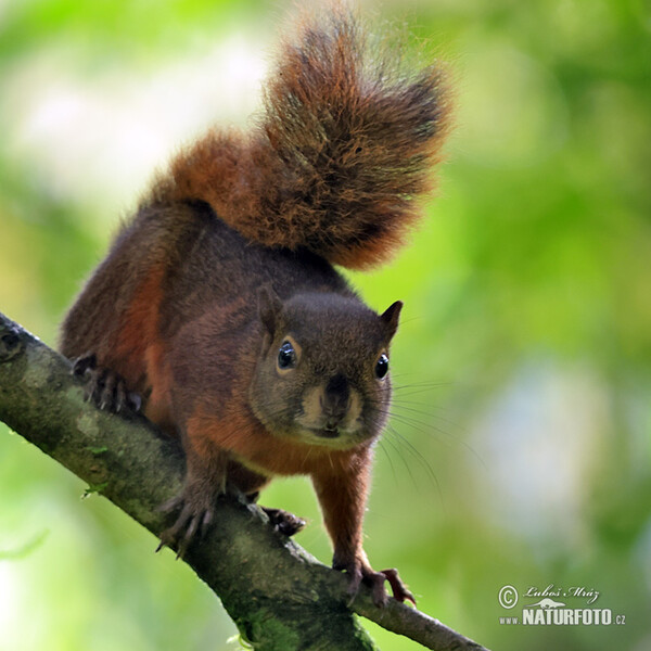 Eichhörnchen (Sciurus granatensis)