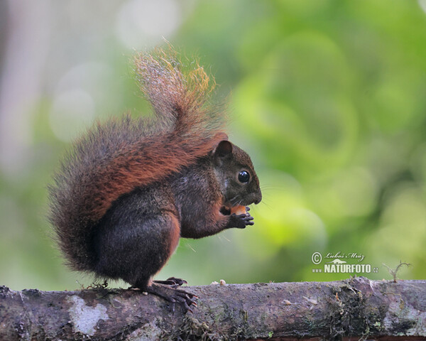 Eichhörnchen (Sciurus granatensis)