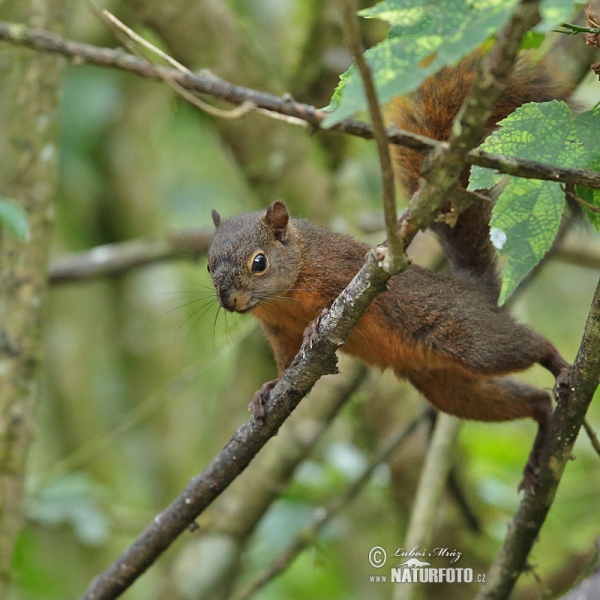 Eichhörnchen (Sciurus granatensis)