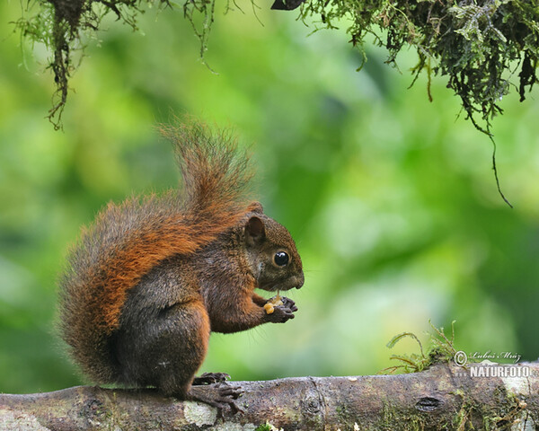 Eichhörnchen (Sciurus granatensis)