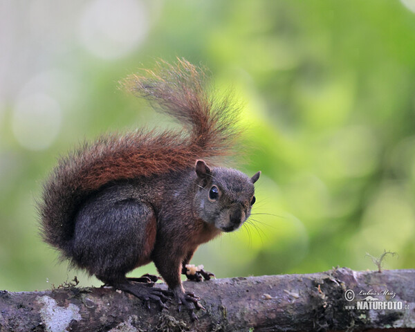 Eichhörnchen (Sciurus granatensis)