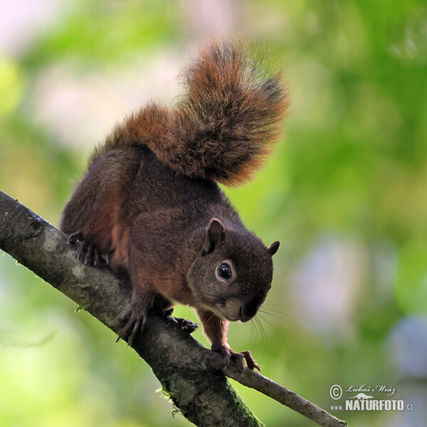 Eichhörnchen (Sciurus granatensis)