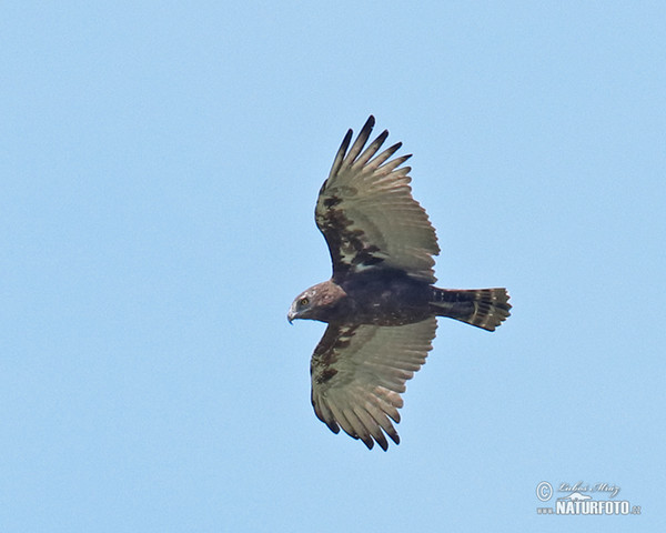 Einfarb-Schlangenadler (Circaetus cinereus)