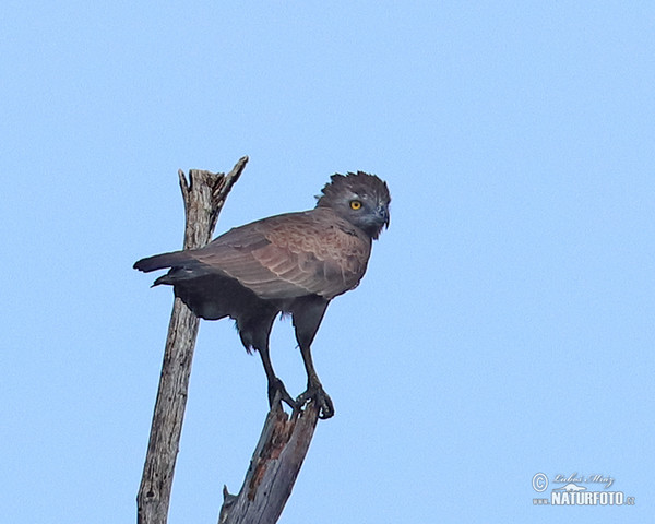 Einfarb-Schlangenadler (Circaetus cinereus)