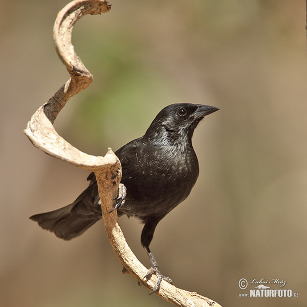 Einfarbstärling (Agelasticus cyanopus)