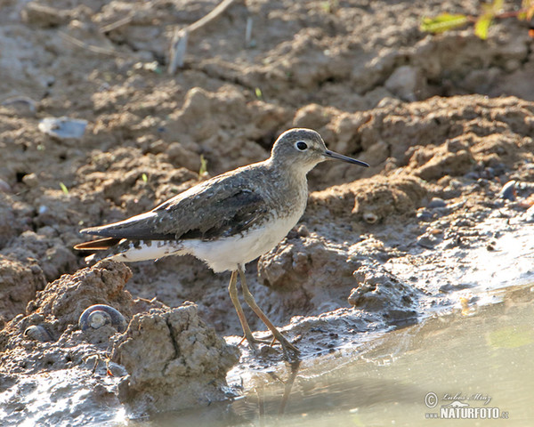 Einsamer Wasserläufer (Tringa solitaria)