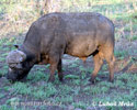 Afrikanische Büffel