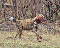 Afrikanische Wildhund