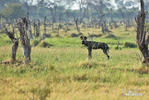 Afrikanische Wildhund