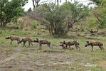 Afrikanische Wildhund