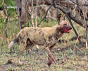 Afrikanische Wildhund