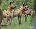 Afrikanische Wildhund