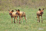 Afrikanische Wildhund