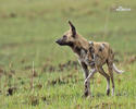 Afrikanische Wildhund