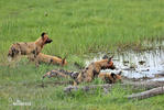 Afrikanische Wildhund