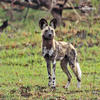 Afrikanische Wildhund