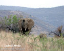 Afrikanischer Elefant