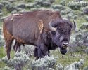 Amerikanischer Bison