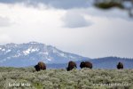 Amerikanischer Bison