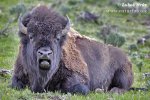 Amerikanischer Bison