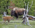 Amerikanischer Bison