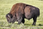 Amerikanischer Bison