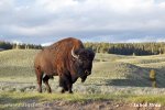 Amerikanischer Bison