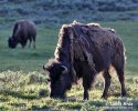 Amerikanischer Bison