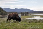 Amerikanischer Bison