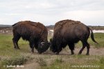 Amerikanischer Bison