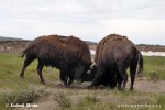 Amerikanischer Bison