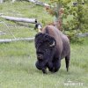 Amerikanischer Bison