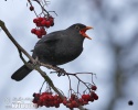 Amsel