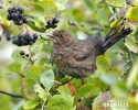 Amsel