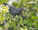 Amsel