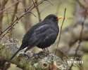 Amsel