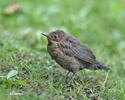 Amsel