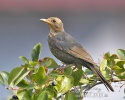 Amsel