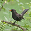 Amsel