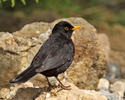 Amsel