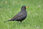 Amsel