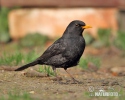 Amsel