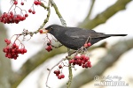 Amsel